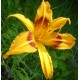 Hemerocallis 'Buckeye'