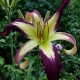 Hemerocallis 'Applique'