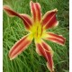 Hemerocallis 'Candy Cane Dreams'