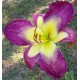 Hemerocallis 'Caroline's Fashion'