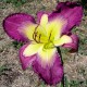 Hemerocallis 'Caroline's Fashion'