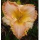 Hemerocallis 'Chang Dynasty'