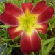 Hemerocallis 'Cherry Festival'