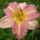 Hemerocallis 'China Bride'