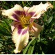 Hemerocallis 'Cindy's Tie Dye'