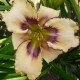 Hemerocallis 'Cindy's Tie Dye'