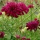 Knautia macedonica