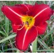 Hemerocallis 'Tuscawilla  Red Devil'