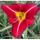 Hemerocallis 'Tuscawilla  Red Devil'