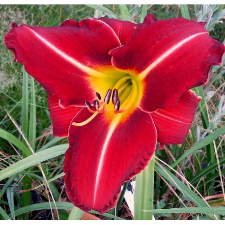 Hemerocallis 'Tuscawilla  Red Devil'