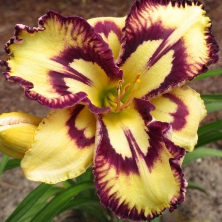 Hemerocallis 'Cosmic Blast'