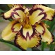 Hemerocallis 'Cosmic Blast'