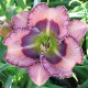 Hemerocallis 'Cosmic Odyssey'