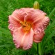 Hemerocallis 'Cosmopolitan'