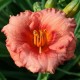 Hemerocallis 'Cosmopolitan'