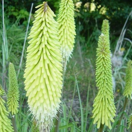 Kniphofia hybr 'Green Jade'