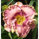 Hemerocallis 'Curb Appeal'