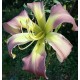 Hemerocallis 'Dancing Summerbird'