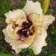 Hemerocallis 'Darya'