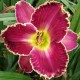 Hemerocallis 'David Kirchhoff'