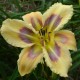 Hemerocallis 'Dragonfly Dawn'