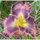 Hemerocallis 'Dual Treasure'