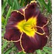 Hemerocallis 'Duck's Dark Side'