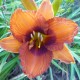 Hemerocallis 'Duke of Durham'