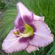 Hemerocallis 'Edge Ehead'