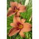 Hemerocallis 'Edition Jurassique'