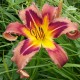 Hemerocallis 'Eggplant Escapade'