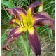 Hemerocallis 'Eggplant Escapade'