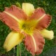 Hemerocallis 'Emy's Breakfast'