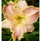 Hemerocallis 'Enchanted April'