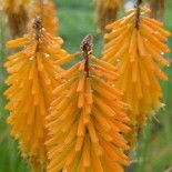 Kniphofia 'Mango popsicle'