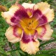 Hemerocallis 'Exotic Pattern'