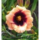 Hemerocallis 'Eye Of Newt'