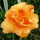 Hemerocallis 'Pursuit of Pleasure'
