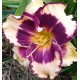 Hemerocallis 'Facepaint'