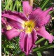 Hemerocallis 'Fat Tuesday'