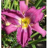 Hemerocallis 'Fat Tuesday'