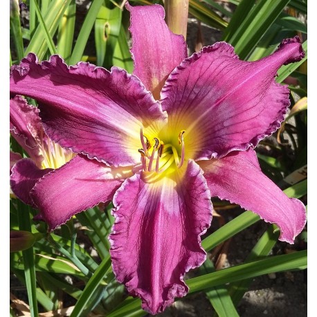 Hemerocallis 'Fat Tuesday'