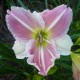 Hemerocallis 'Forsyth Frostbound'