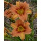 Hemerocallis 'Freya'