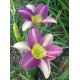 Hemerocallis 'Friendly Persuasion'