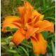 Hemerocallis fulva 'Kwanso'