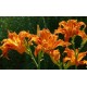 Hemerocallis fulva 'Kwanso'