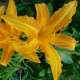 Hemerocallis fulva var. pauciflora