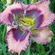 Hemerocallis 'Funky Blues'