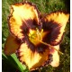 Hemerocallis 'Gavin Petit'